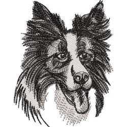 PERRO DEL BORDER COLLIE