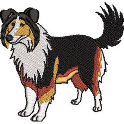 BORDER COLLIE DOG 3