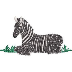 ZEBRA SAFARI