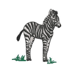 ZEBRA SAFARI 2