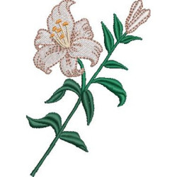 LILIES 10CM