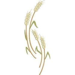 Embroidery Design Wheat With 35 Cm For Barred