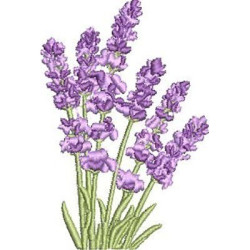 LAVANDA 2