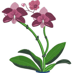 LARGE ORCHID BRANCH 2