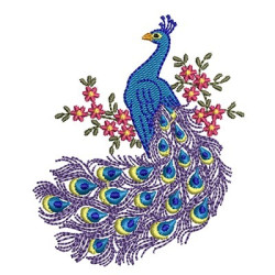 PEACOCK