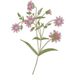 Flores Do Campo