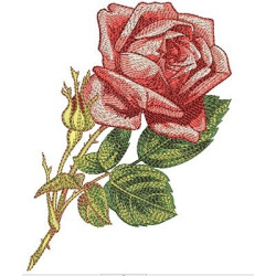 Rosas