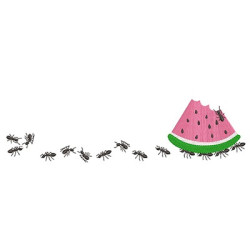 ANTS LOADER WATERMELON