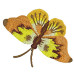 Borboleta 10 Cm Setembro 2015