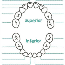 Matriz De Bordado Arcada Dentária Infantil