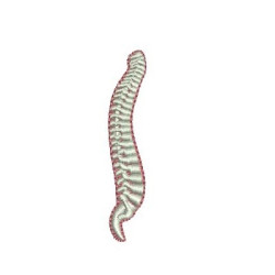 Matriz De Bordado Coluna Vertebral