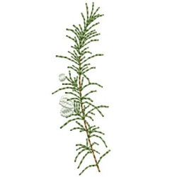 ROSEMARY