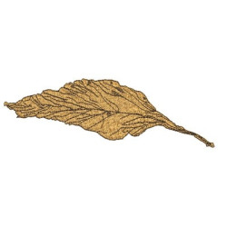 DRY LEAF