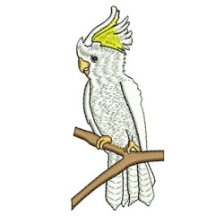 CACATUA