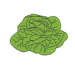 LETTUCE