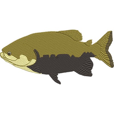 Tambaqui